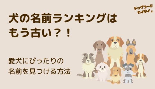 犬の名前ランキングはもう古い？！愛犬にぴったりの名前を見つける方法｜現役トリマーが解説